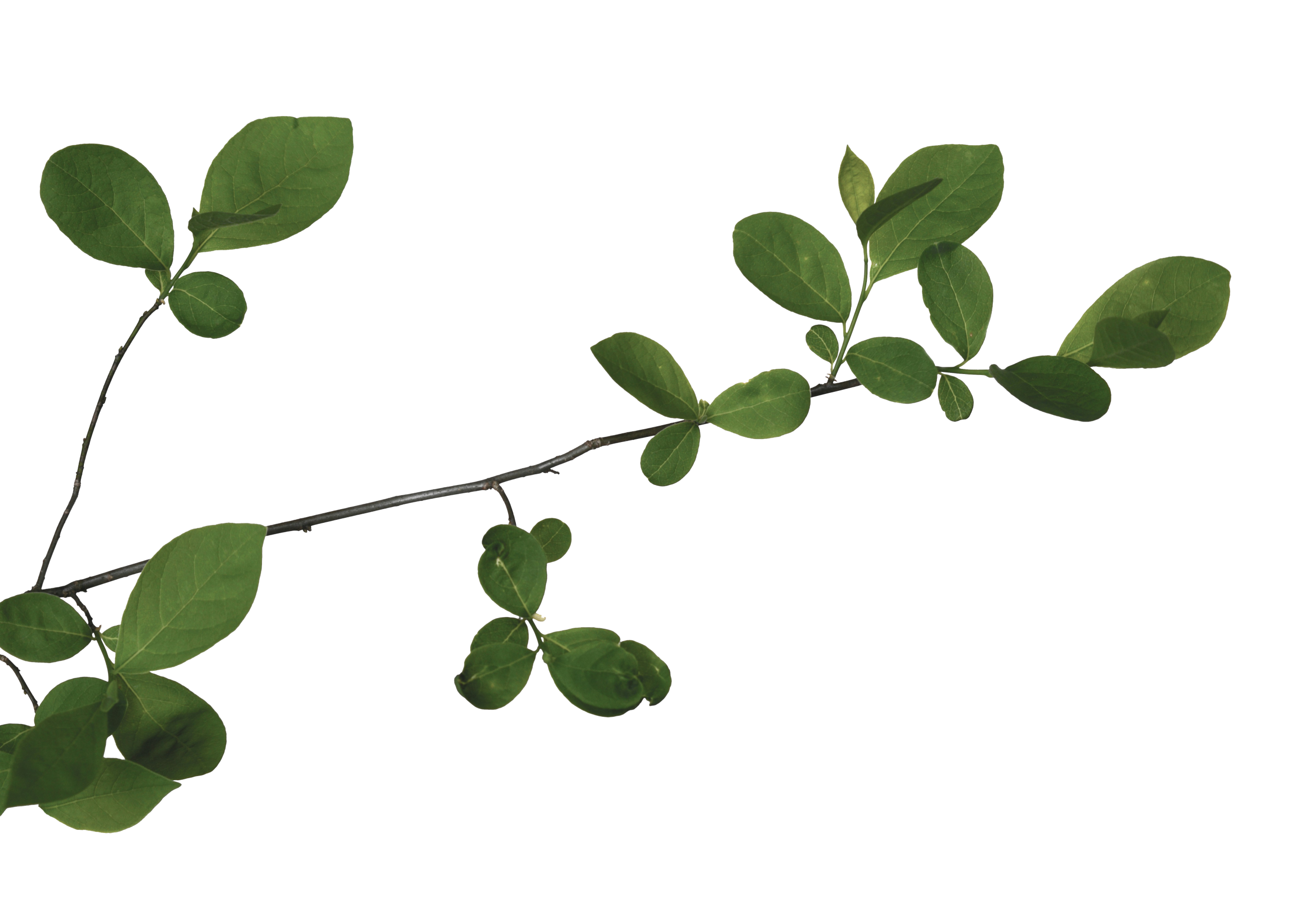 En frilagd grön kvist med flera små, ovala blad mot transparent bakgrund. Kvisten sträcker sig diagonalt över bilden och har tunna grenar med blad i olika storlekar.